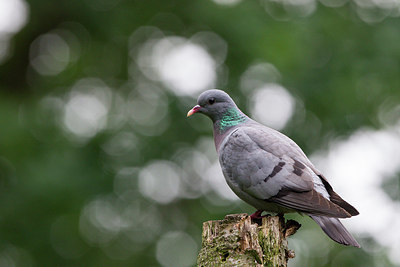 BUITEN BEELD Foto: 276037