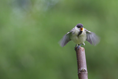 BUITEN BEELD Foto: 276039
