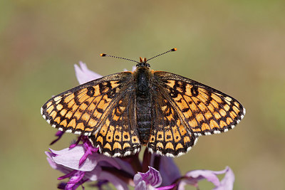 BUITEN BEELD Foto: 276043