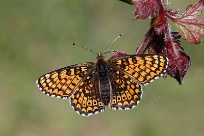 BUITEN BEELD Foto: 276045
