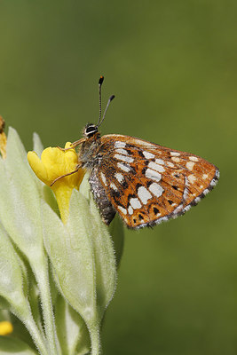 BUITEN BEELD Foto: 276051