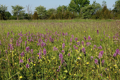 BUITEN BEELD Foto: 276061