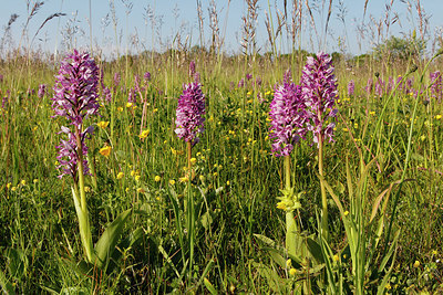 BUITEN BEELD Foto: 276066