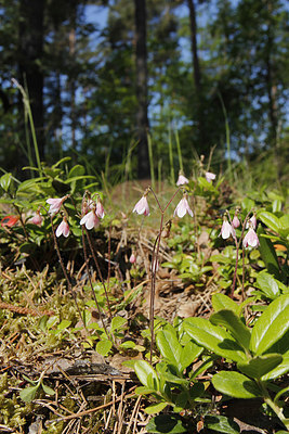 BUITEN BEELD Foto: 276075
