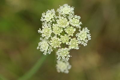 BUITEN BEELD Foto: 276093
