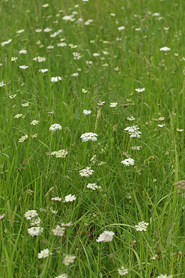 BUITEN BEELD Foto: 276094