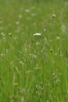 BUITEN BEELD Foto: 276095