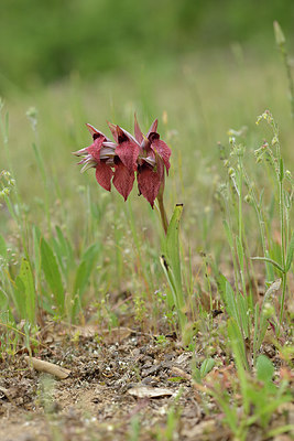 BUITEN BEELD Foto: 276112