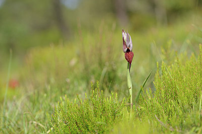BUITEN BEELD Foto: 276143