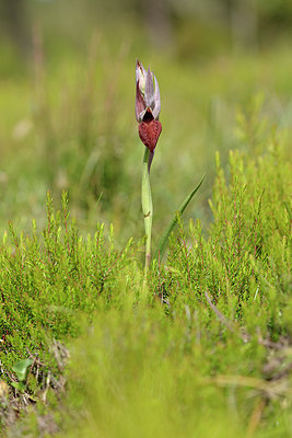 BUITEN BEELD Foto: 276144