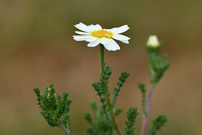 BUITEN BEELD Foto: 276156