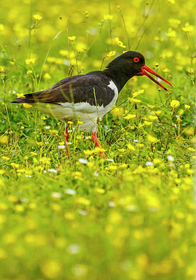 BUITEN BEELD Foto: 276158