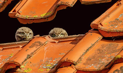 BUITEN BEELD Foto: 276163