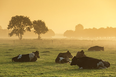 BUITEN BEELD Foto: 276164