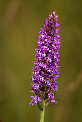 BUITEN BEELD Foto: 276166