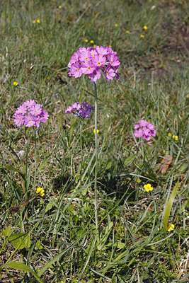 BUITEN BEELD Foto: 276183