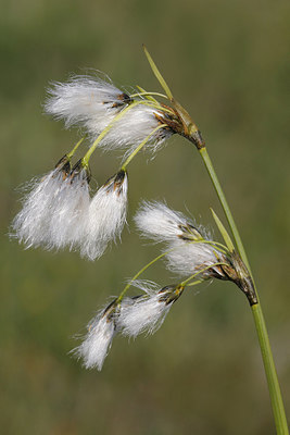 BUITEN BEELD Foto: 276222