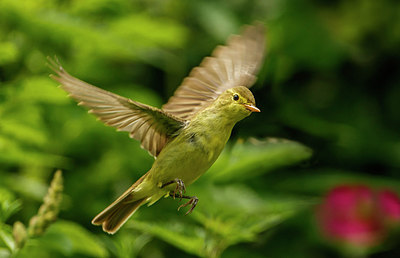 BUITEN BEELD Foto: 276237