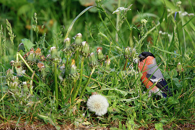 BUITEN BEELD Foto: 276264