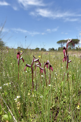 BUITEN BEELD Foto: 276277