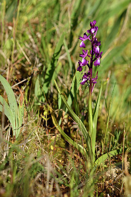 BUITEN BEELD Foto: 276288