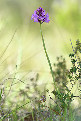BUITEN BEELD Foto: 276297