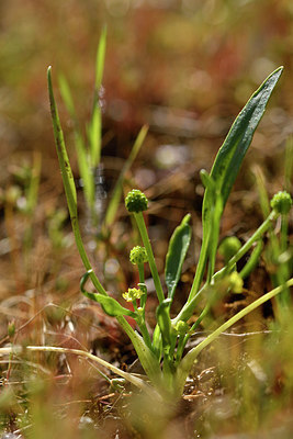 BUITEN BEELD Foto: 276299