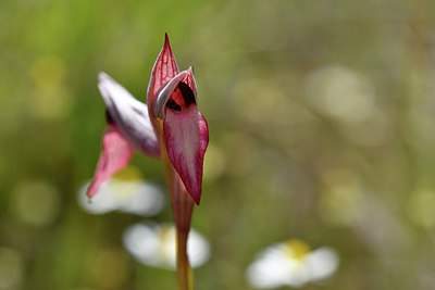BUITEN BEELD Foto: 276323