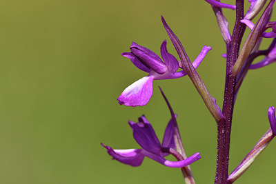 BUITEN BEELD Foto: 276333