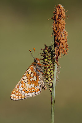 BUITEN BEELD Foto: 276356