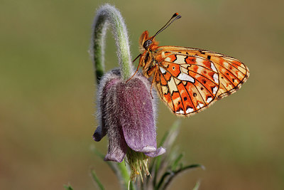 BUITEN BEELD Foto: 276374