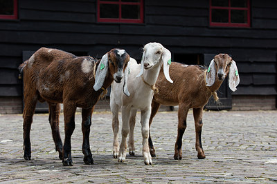 BUITEN BEELD Foto: 276378