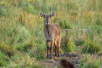 BUITEN BEELD Foto: 276402