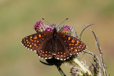 BUITEN BEELD Foto: 276435