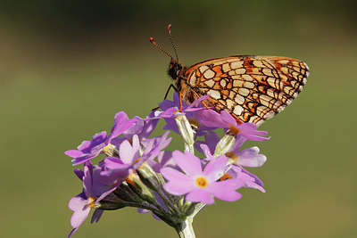 BUITEN BEELD Foto: 276436