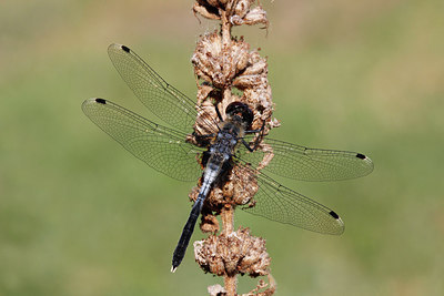 BUITEN BEELD Foto: 276440