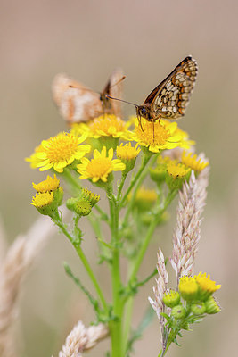 BUITEN BEELD Foto: 276451