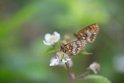 BUITEN BEELD Foto: 276452