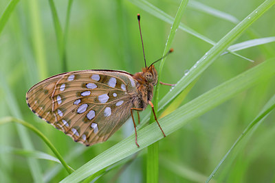 BUITEN BEELD Foto: 276453