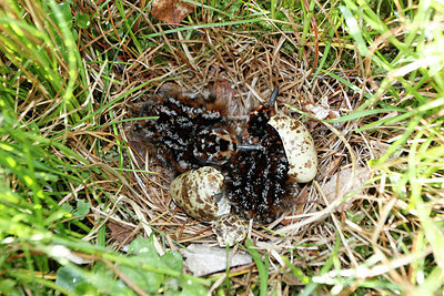 BUITEN BEELD Foto: 276481