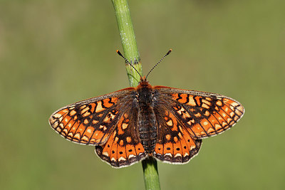 BUITEN BEELD Foto: 276484