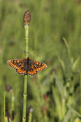 BUITEN BEELD Foto: 276485