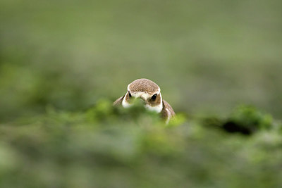 BUITEN BEELD Foto: 276494