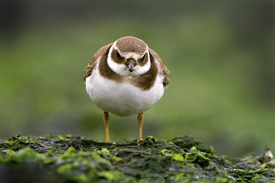 BUITEN BEELD Foto: 276495