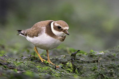 BUITEN BEELD Foto: 276496