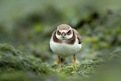 BUITEN BEELD Foto: 276499