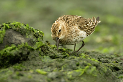 BUITEN BEELD Foto: 276501