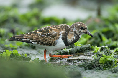 BUITEN BEELD Foto: 276511