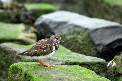 BUITEN BEELD Foto: 276516