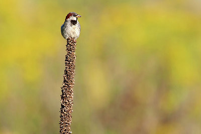 BUITEN BEELD Foto: 276522